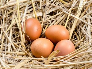 Peneliti Jepang Kembangkan Ayam Penghasil Telur dengan Kandungan Obat Penting Peneliti Jepang Kembangkan Ayam Penghasil Telur dengan Kandungan Obat Penting