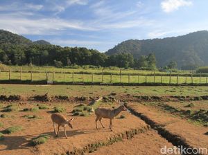 Selain Seperti di Luar Negeri, Ini yang Menarik Lainnya di Ranca Upas