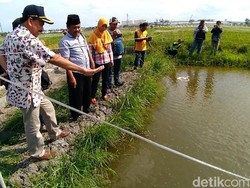Penerapan Mina Padi di Kabupaten Kediri Berhasil