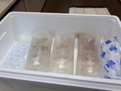 Soal Rencana Ekspor Benih Lobster, Edhy Prabowo: Saya Tidak Akan Mundur!