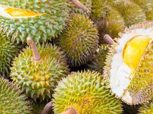 Pemerintah Malaysia Penasaran Soal Durian sebagai Makanan Afrodisiak Pemerintah Malaysia Penasaran Soal Durian sebagai Makanan Afrodisiak