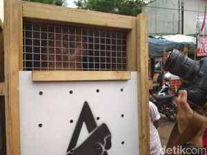 10 Lutung Jawa Dikirim ke Malang untuk Dilepas di Alam Liar
