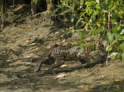 Penampakan Kucing Bakau Tertangkap Kamera di Mangrove Wonorejo