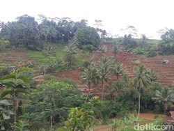 Dua Hektare Sawah Terasering Longsor Tutup Jalan di Tasikmalaya