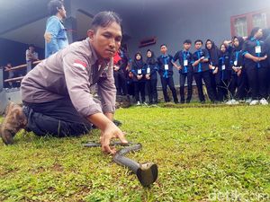 Jika Kamu Bertemu Ular