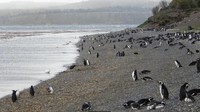 Kota 'Ujung Dunia' Ushuaia Dituding Jadi Sumber Virus Hanta