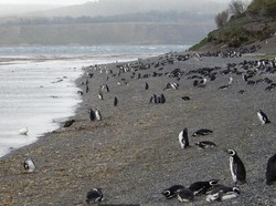 Kota Ujung Dunia Ushuaia Dituding Jadi Sumber Virus Hanta