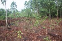 Lahan hutan yang ditanam kembali oleh relawan.