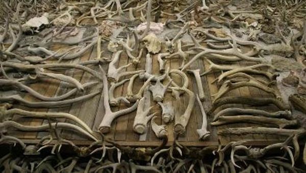 Foto: Rumah yang Dipenuhi 15.000 Tanduk, Ngeri Apa Keren?