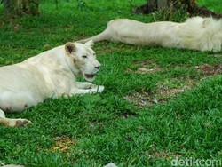 Ini Singa Afrika dan Kanguru Albino di Ancol