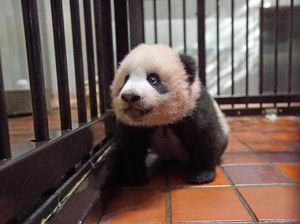 Bikin Gemas! Kumpulan Bayi Panda Asyik Bermain