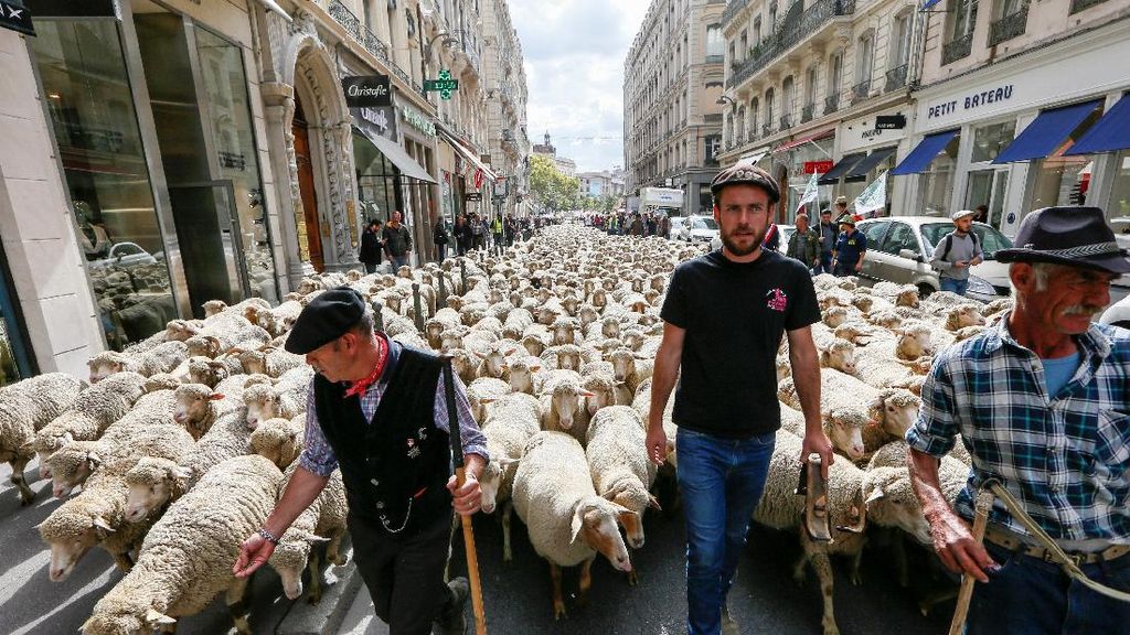 Domba Prancis Turun ke Jalan dalam Aksi Anti Serigala