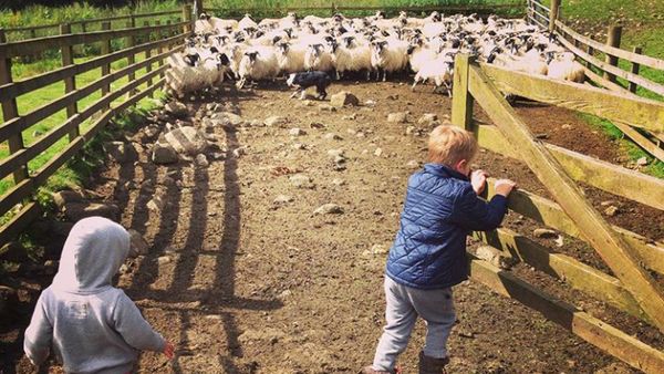 Serunya Saat si Kecil Main ke Peternakan