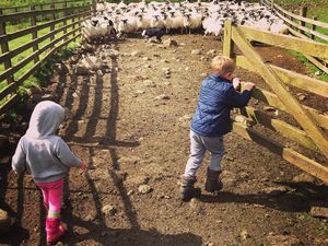 Serunya Saat si Kecil Main ke Peternakan