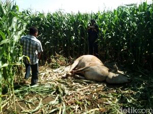 Bangkai Sapi Diduga Hasil Curian Ditemukan di Ladang Jagung