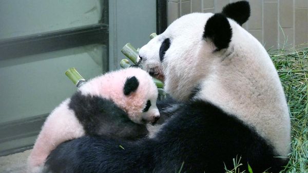 Gemas, Kebun Binatang Tokyo Tambah Koleksi Bayi Panda