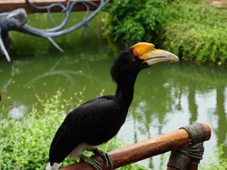 Main ke Faunaland Ancol, Bisa Lihat Pertunjukan Burung yang Keren
