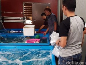 Polres Sukabumi Gerebek Gudang Penampungan Benur di Bogor Polres Sukabumi Gerebek Gudang Penampungan Benur di Bogor