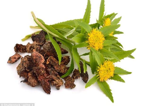 10 Super Herba Ini Punya Segudang Manfaat untuk Kesehatan Tubuh