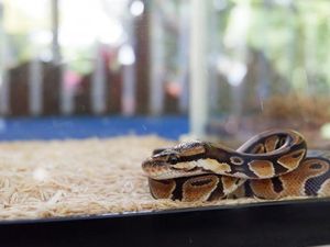 Ketemu Reptil-reptil Lucu di Ancol