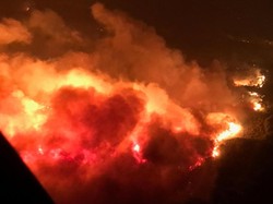 Kisah Viral Pemuda Selamatkan Kelinci Saat Kebakaran California