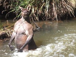 Ketika Seorang Pria dan Anjingnya Ditantang Seekor Kanguru