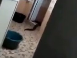 Bikin Kaget! Hewan Misterius Mirip Ular Tiba-tiba Muncul dari Toilet