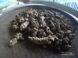 Lihat Pembuatan Kopi Luwak, Menpar Kunjungi Taman Ayu