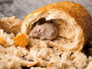 Irlandia Hadapi Masalah Serius Kebersihan pada Makanan Siap Santap​