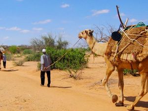 Foto: Perpustakaan di Punggung Unta