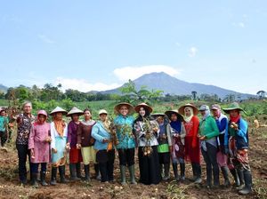 Bupati Anas Ikut Panen Perdana Kentang di Lereng Gunung Ijen Bupati Anas Ikut Panen Perdana Kentang di Lereng Gunung Ijen