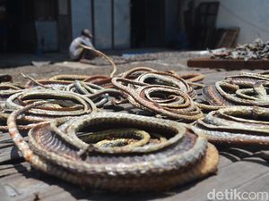 Pria Lulusan SD di Cirebon Ini Sukses Jadi Pengepul Ular