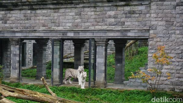 Foto: Ini Kebun Binatang Terbaik di Belgia yang Indah Tapi Tersembunyi