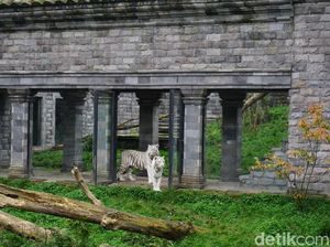 Foto: Ini Kebun Binatang Terbaik di Belgia yang Indah Tapi Tersembunyi