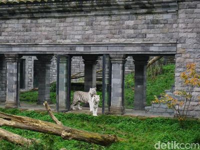 Foto: Ini Kebun Binatang Terbaik di Belgia yang Indah Tapi Tersembunyi