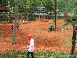 Kembali Bermekaran, Taman Bunga Amarilis Gunungkidul Sedot Traveler