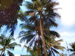 Hari Kelapa Sedunia 2 September 2024: Tema, Sejarah dan Tujuan