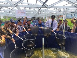 Budidaya Lele Ala Susi Panen Perdana, Berapa Jumlahnya?