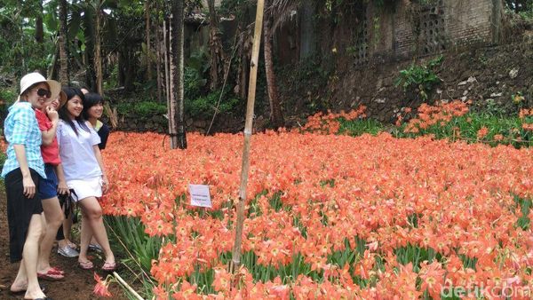 Foto: Taman Bunga Amarilis Gunungkidul yang Bagai di Luar Negeri