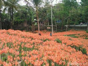 Taman Bunga Bagai di Luar Negeri, Padahal di Gunungkidul
