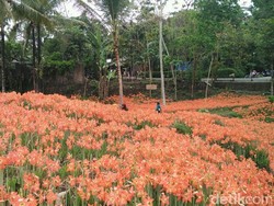 Taman Bunga Bagai di Luar Negeri, Padahal di Gunungkidul