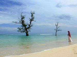 Ada Pohon Tumbuh di Laut Aceh