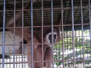 Petugas BKSDA Aceh Sita 1 Ekor Owa yang Dipelihara Warga