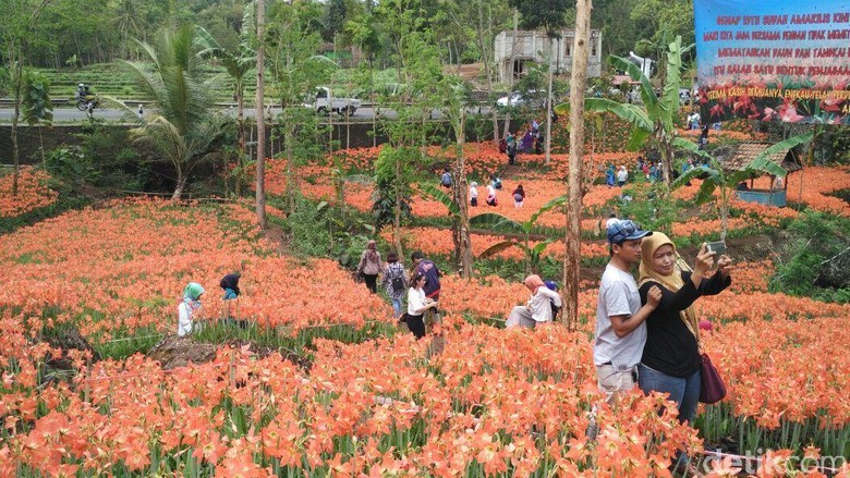 Foto: Taman Bunga Amarilis (Usman Hadi/detikTravel) Foto: Taman Bunga Amarilis (Usman Hadi/detikTravel)