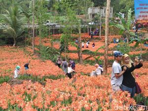 4 Taman Bunga di Yogya dan Semarang yang Mirip di Luar Negeri 4 Taman Bunga di Yogya dan Semarang yang Mirip di Luar Negeri