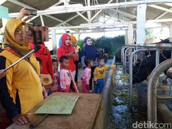 Wisata EdukasI Susu Sapi di Kampung Krucil Probolinggo Diminati