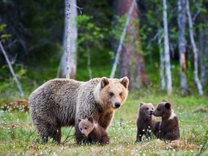 Kelaparan, 3 Beruang Masuk Restoran dan Makan Bahan Pizza!