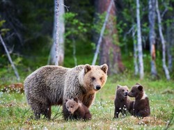 Kelaparan, 3 Beruang Masuk Restoran dan Makan Bahan Pizza!