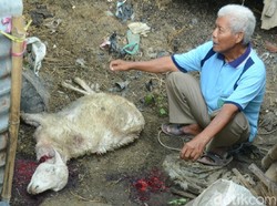 Kambing Milik Warga Diserang Kawanan Anjing Lapar di Rembang