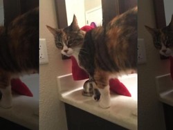 Ngeri! Kucing Dimutilasi dan Potongan Mayatnya Tersebar di California